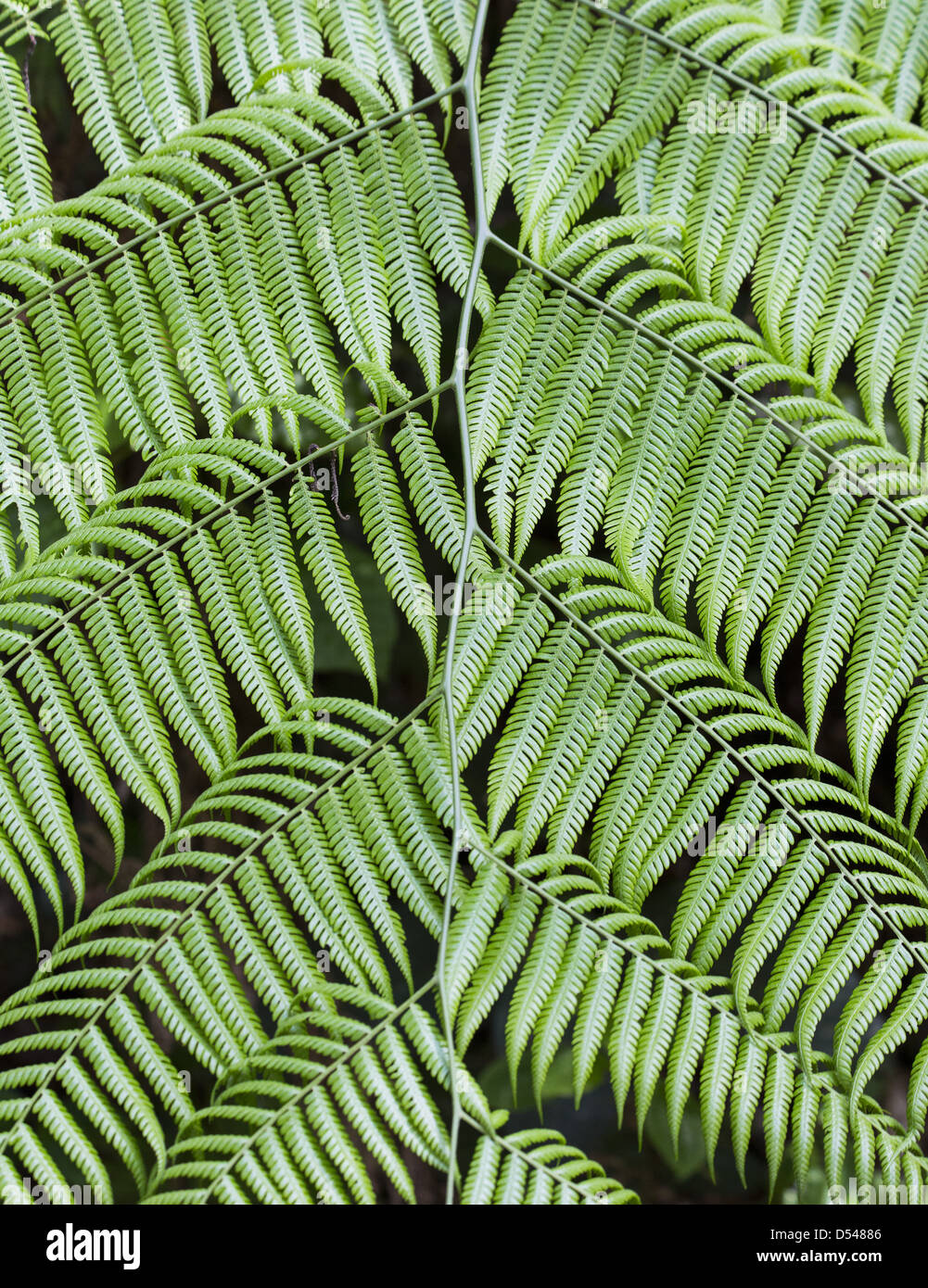 Malaysian tree fern hi-res stock photography and images - Alamy