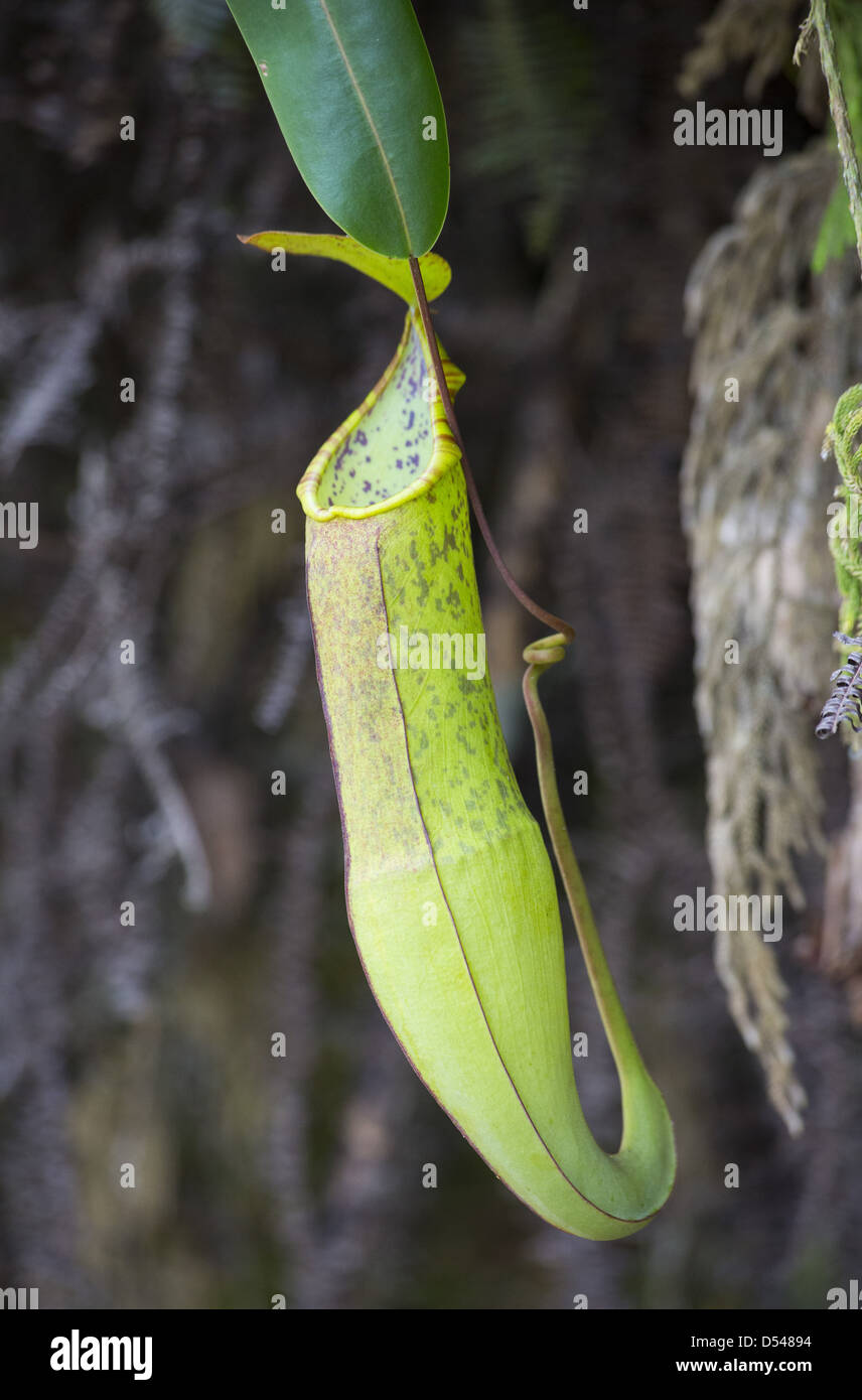 Pitcher Plant (Nepenthes gracilis), Fraser's Hill, Malaysia Stock Photo