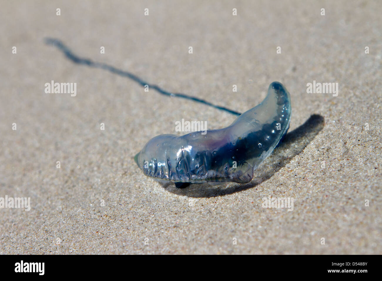 Portuguese Man O War jellyfish washed up on the beach. Stock Photo