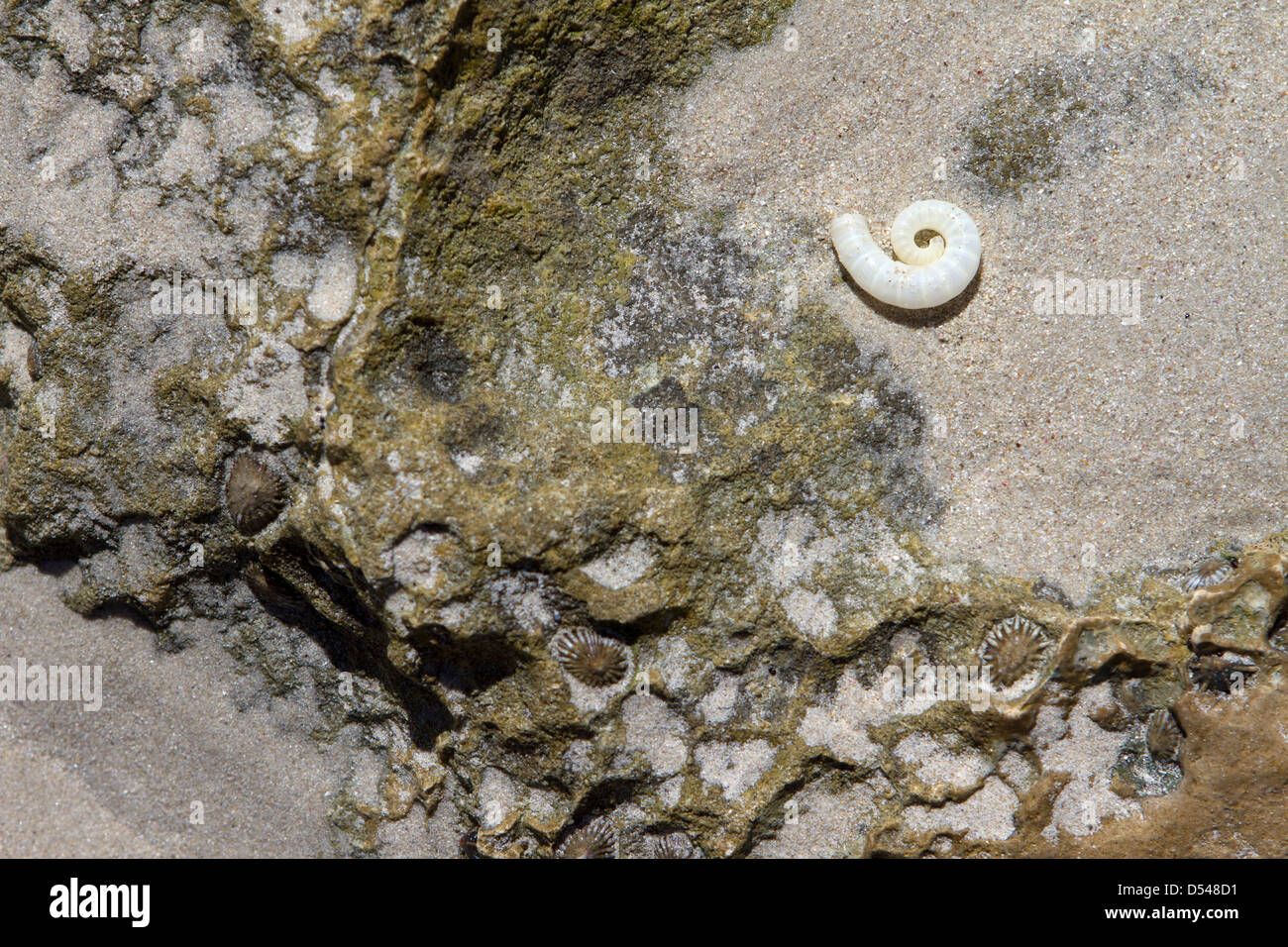 Shell on stone and sand. Stock Photo