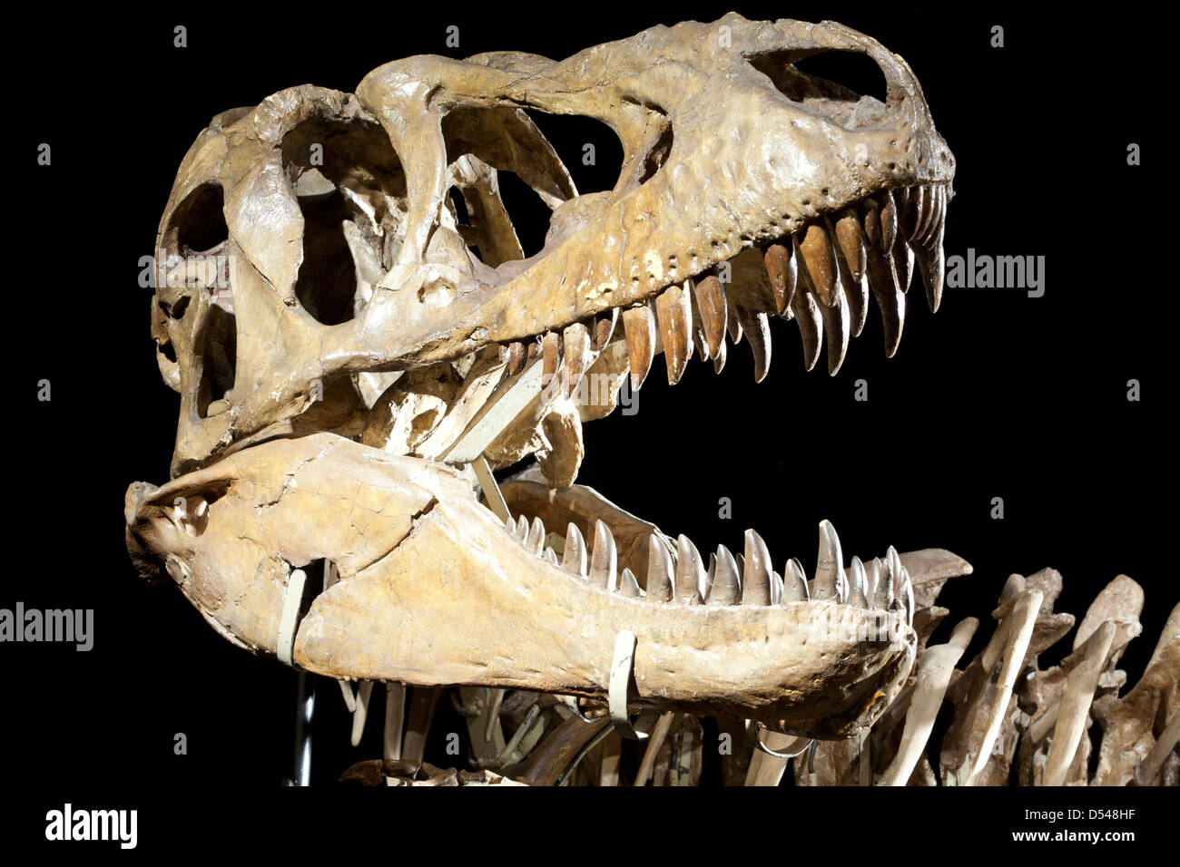 Tarbosaurus skull hi-res stock photography and images - Alamy