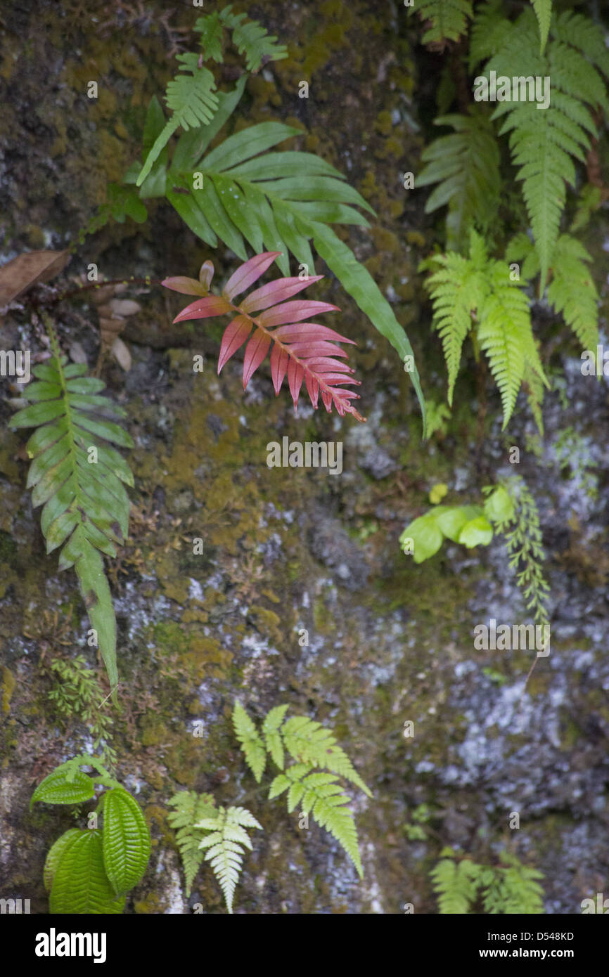 Small ferns growing out of an embankment in a rainforest, Fraser's Hill, Malaysia Stock Photo