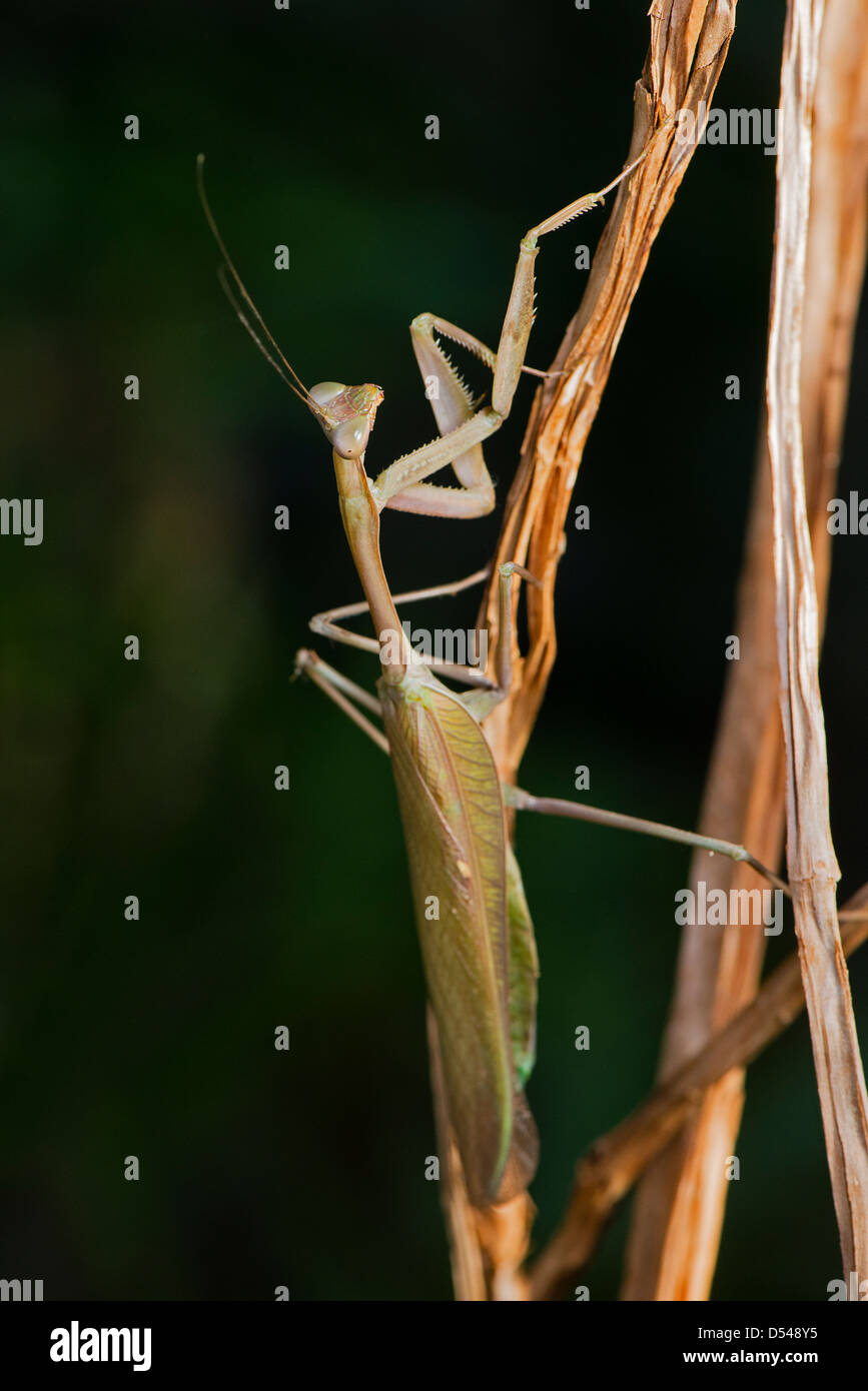 A Congo Green Mantis Stock Photo