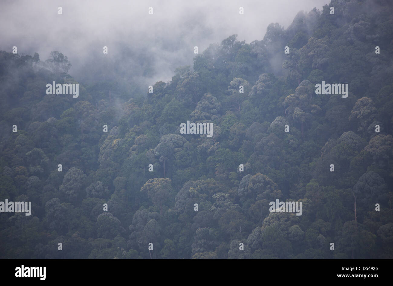 Mist evaporating from a cloud forest in the rainforest covered ...