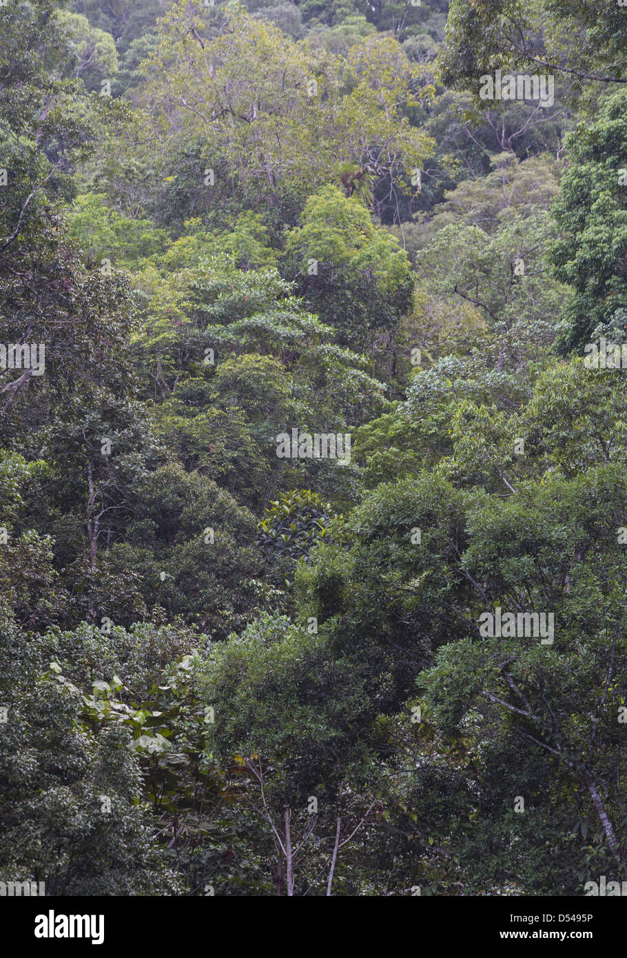 Wide variety of tree species growing in tropical rainforest, Fraser's Hill, Malaysia Stock Photo