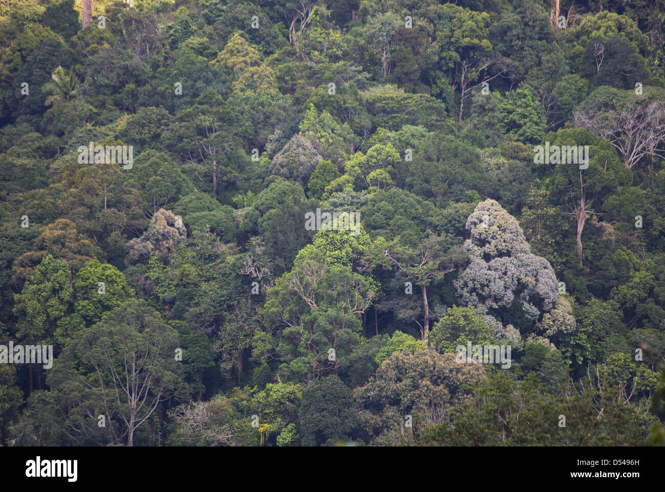 Wide variety of tree species growing in tropical rainforest, Fraser's Hill, Malaysia Stock Photo