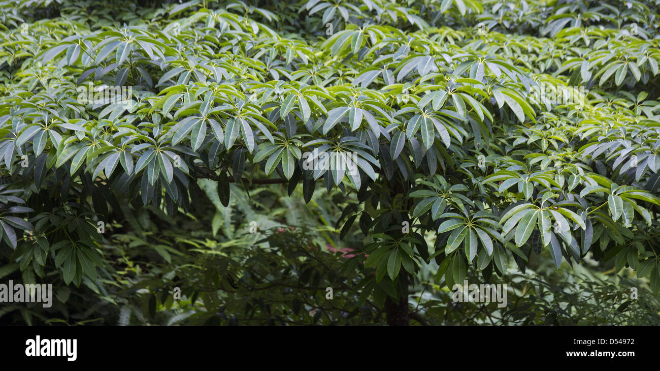 Large umbrella shaped leaf clusters which help disperse heavy rain, Bukit Fraser, Malaysia Stock Photo