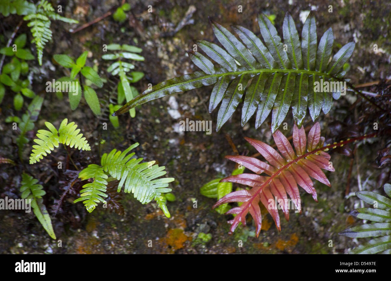 A variety of small fern species growing from a roadside embankment in