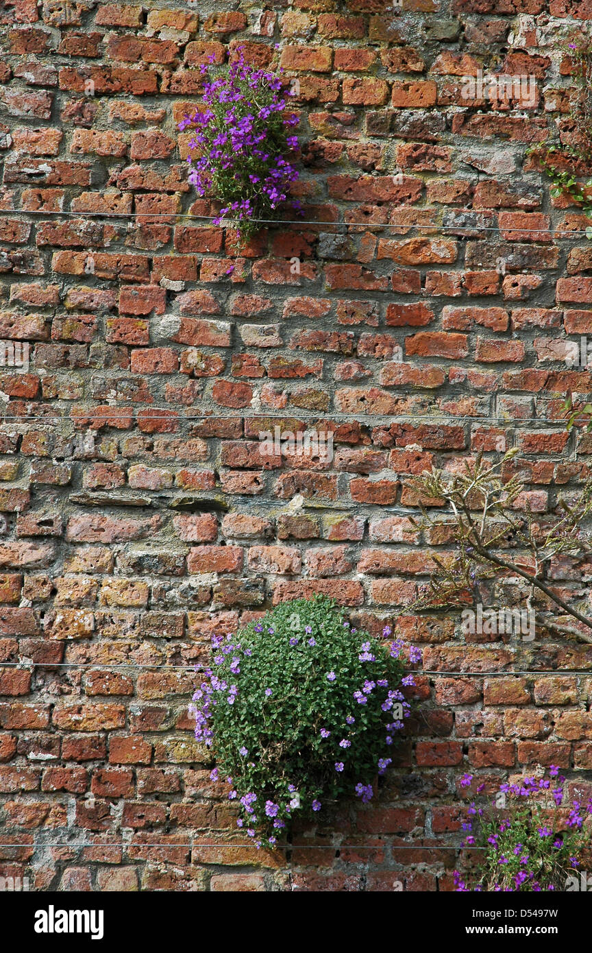 Aubretia  deltoidea planted in an old brick wall.With permission Stock Photo