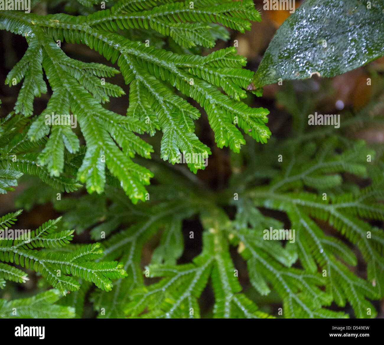 Selaginella spikemoss (also known as Peacock Fern) growing on the floor