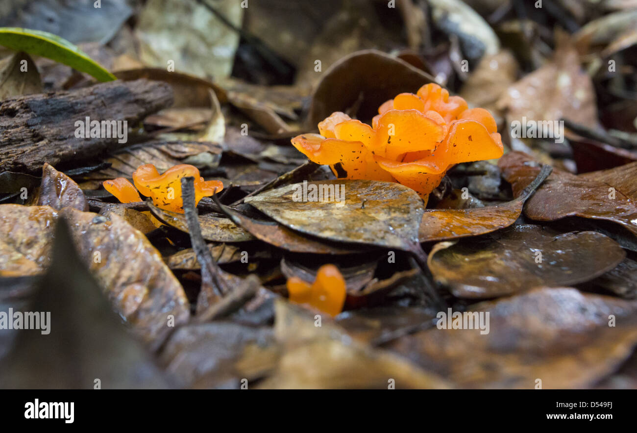 Orange Fungi growing on the forest floor, Fraser's Hill, Malaysia Stock Photo