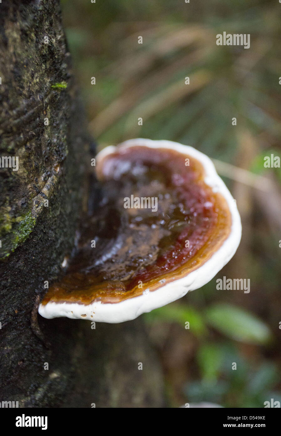 Bracket Fungi growing on a tree trunk, Fraser's Hill, Malaysia Stock Photo