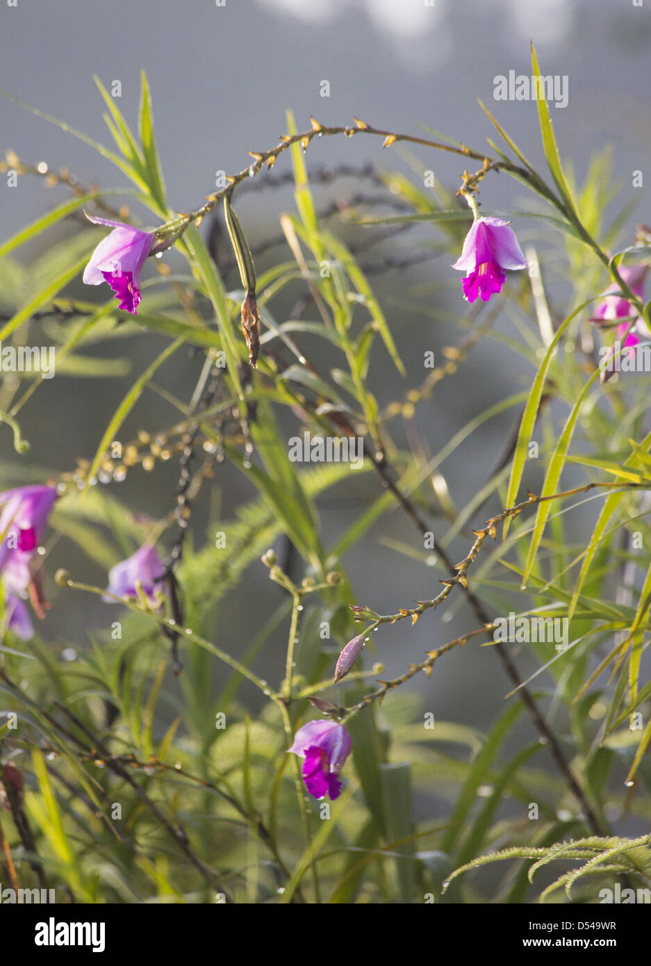 Bamboo Orchid (Arundina graminifolia), Fraser's Hill, Malaysia Stock Photo
