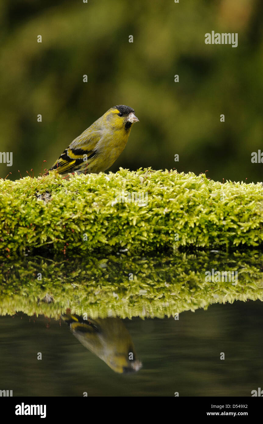 Siskin on moss with a reflection in the water Stock Photo