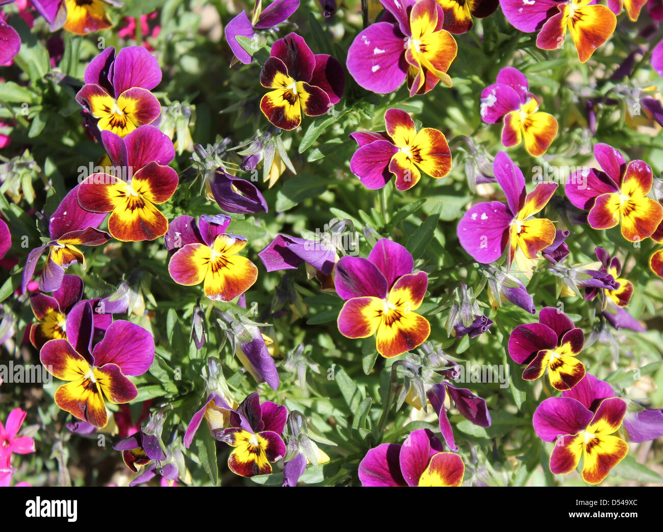 Flora plants viola hires stock photography and images Alamy