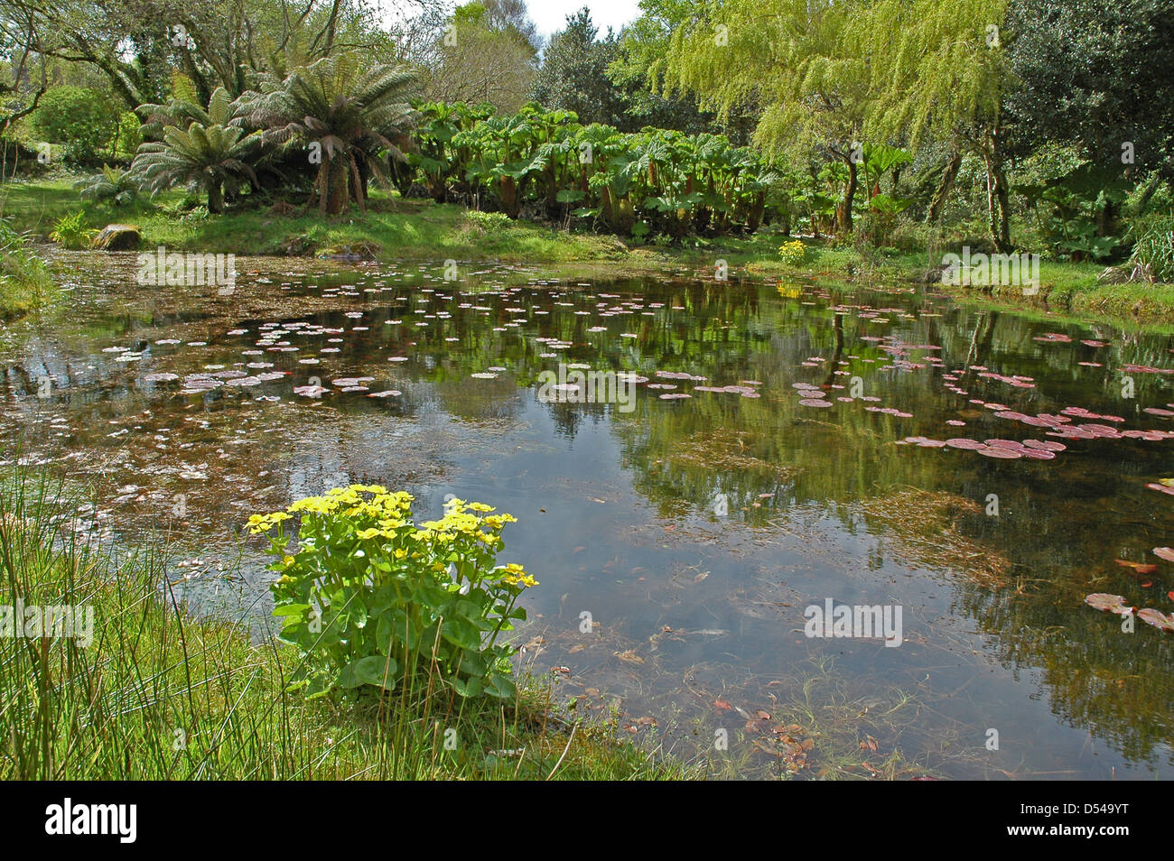 Gunnera And Ferns Hi res Stock Photography And Images Alamy gunnera-and-ferns-hi-res-stock-photography-and-images-alamy