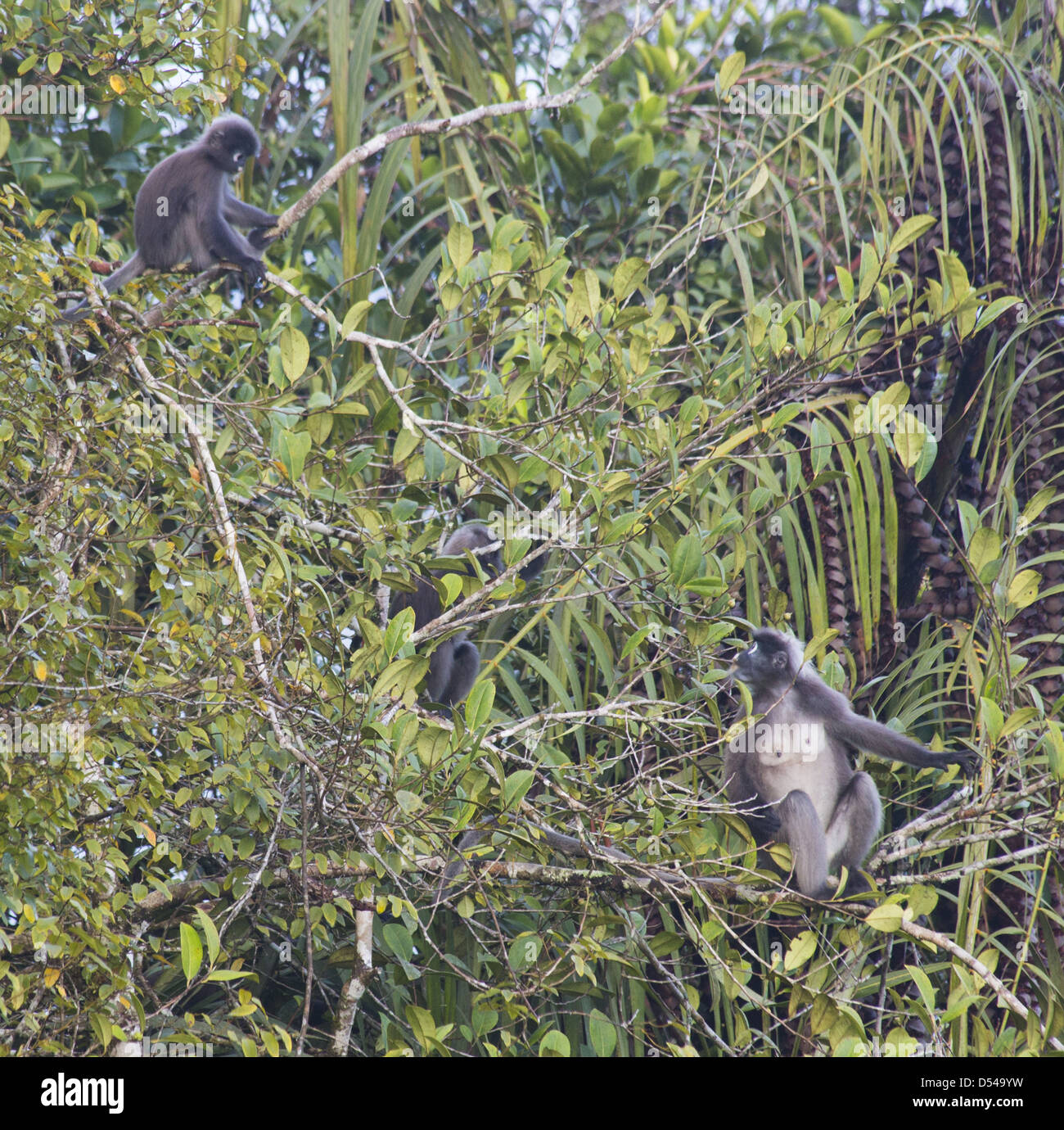Dusky Langur (Trachypithecus obscurus) feeding in a rainforest tree, Fraser's Hill, Malaysia Stock Photo