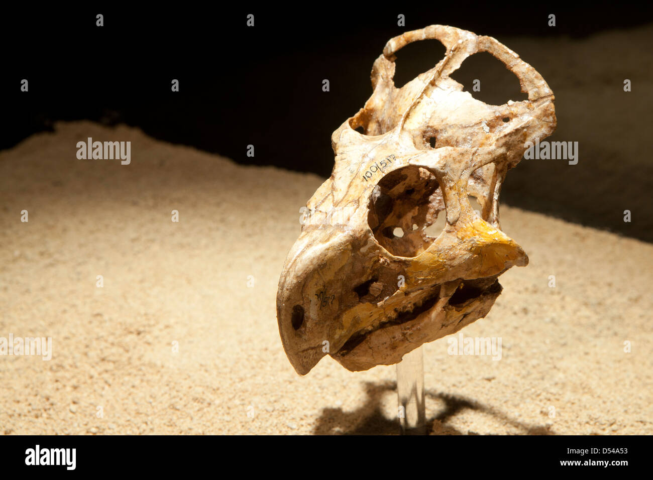 Skull of young Protoceratops, Exposition of Dinosaurs from Gobi desert in Mongolia. Cosmocaixa museum, Barcelona, Spain Stock Photo