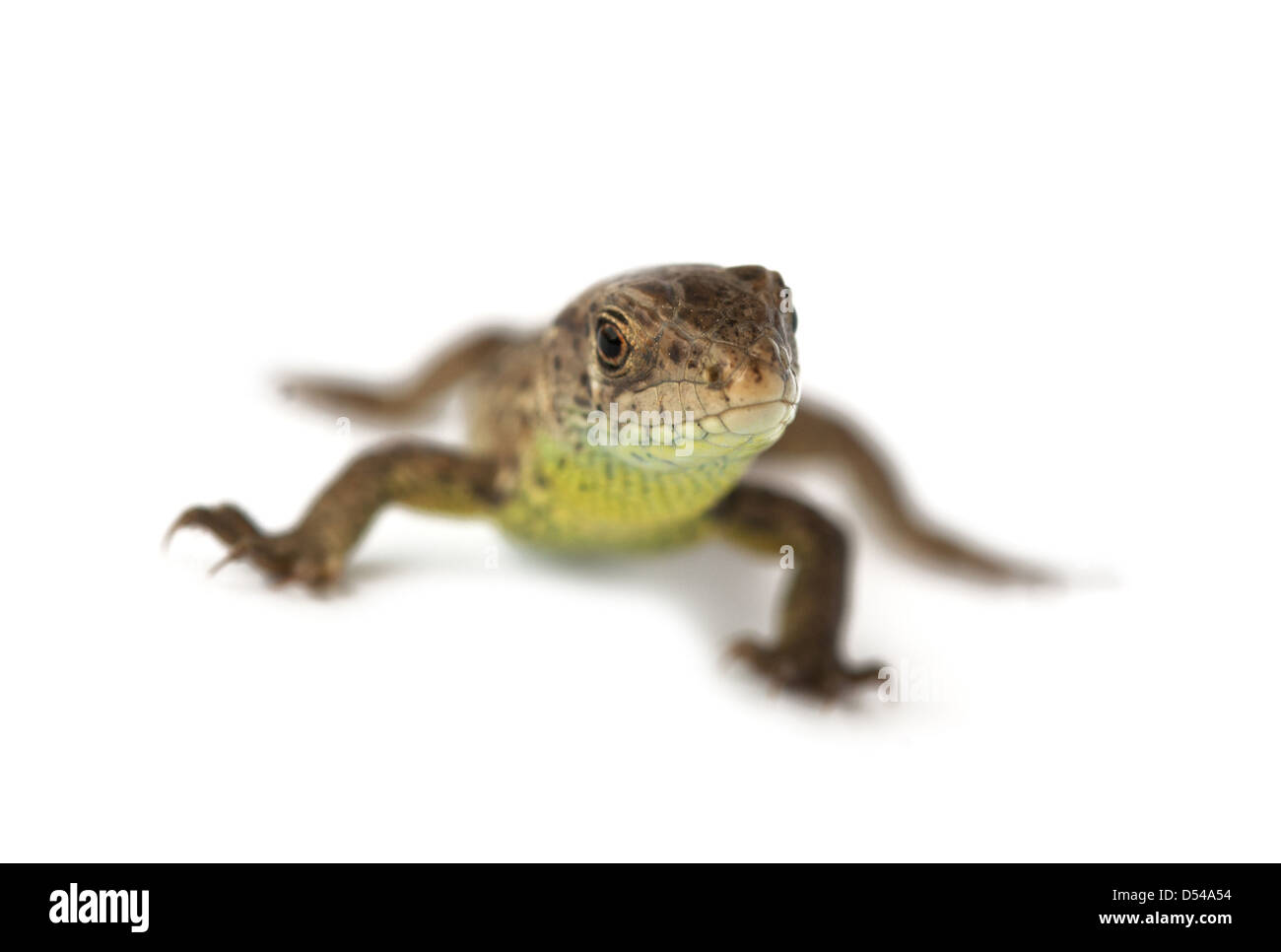 lizard isolated on white background Stock Photo