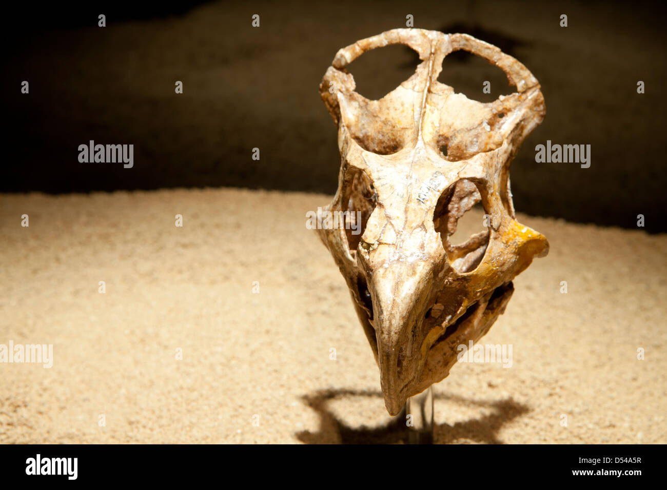 Skull of young Protoceratops, Exposition of Dinosaurs from Gobi desert in Mongolia. Cosmocaixa museum, Barcelona, Spain Stock Photo