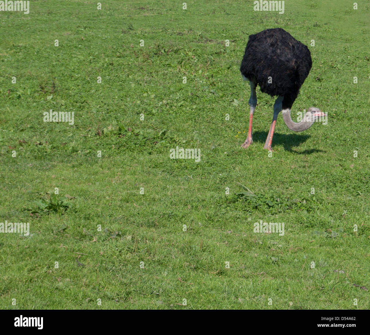 an ostrich is on the green field Stock Photo Alamy