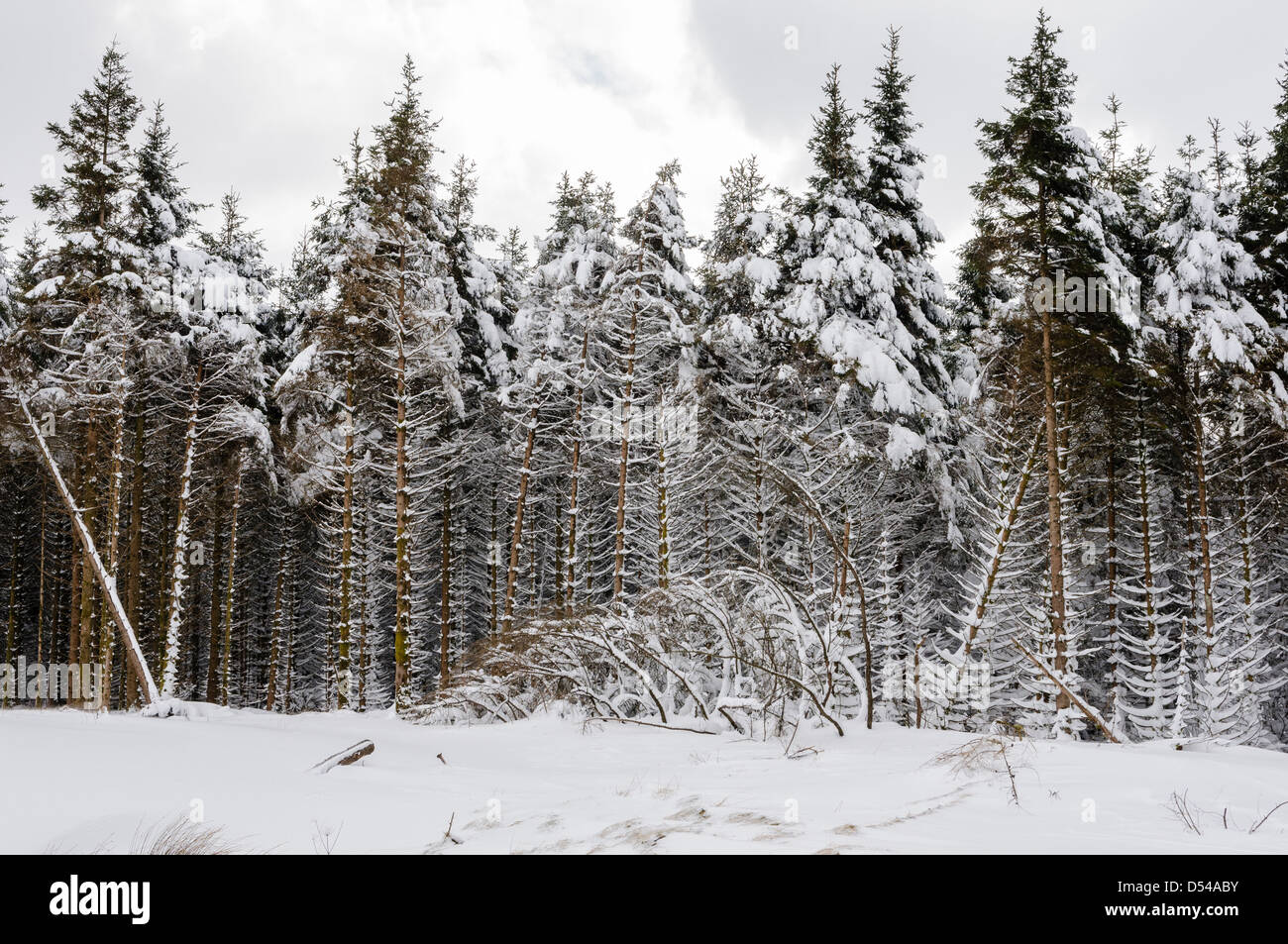 Snow covered trees in a forest Stock Photo