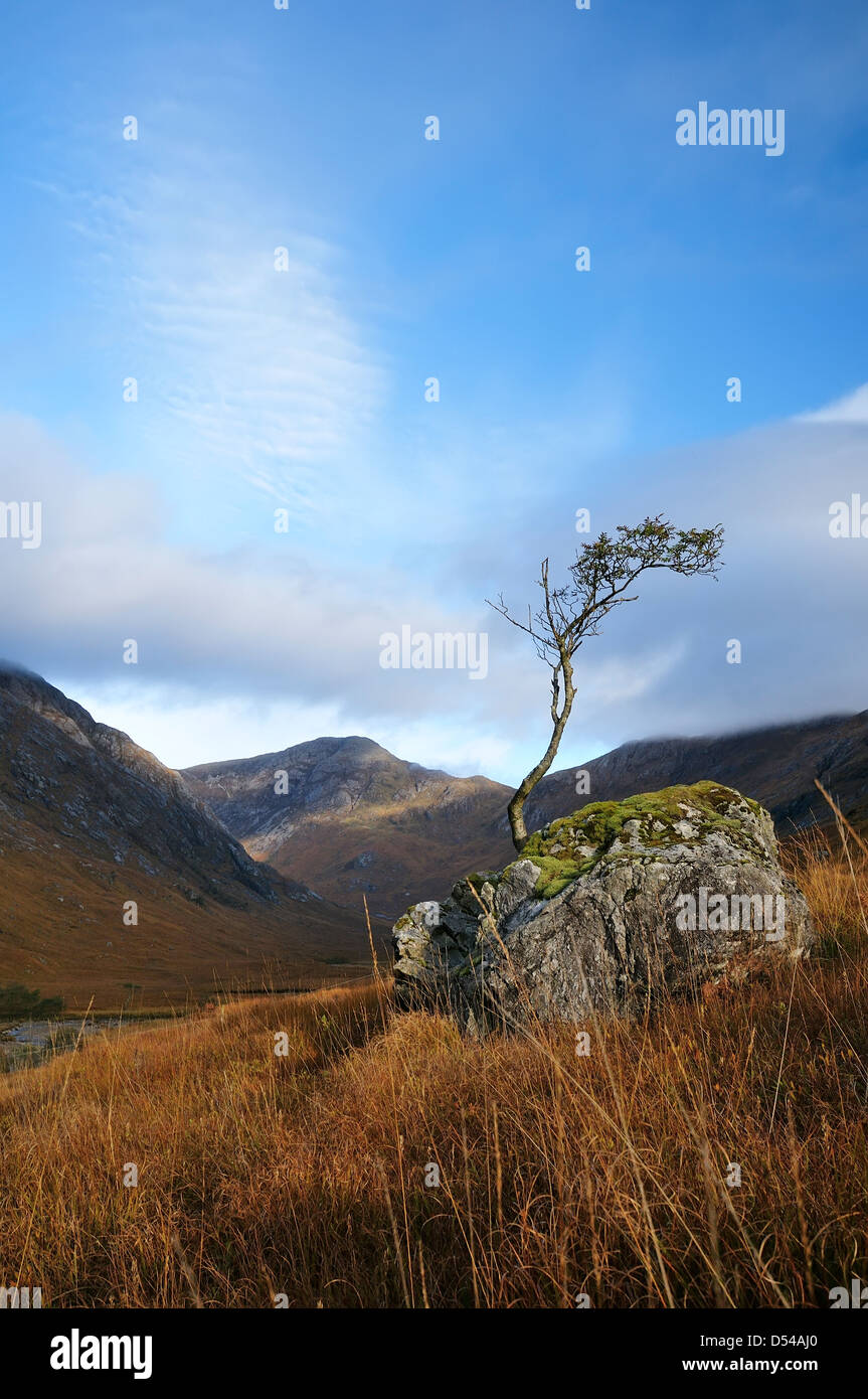 A lone rowan tree grows on a boulder in Glen Iubhair, Ardgour, Highland Region, Scotland Stock Photo