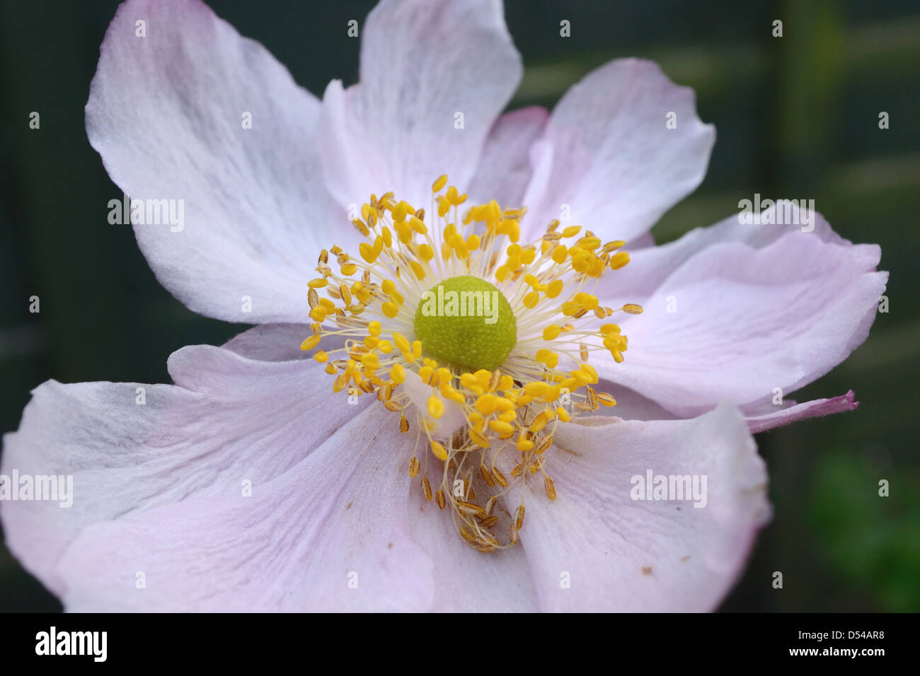 anemones Stock Photo