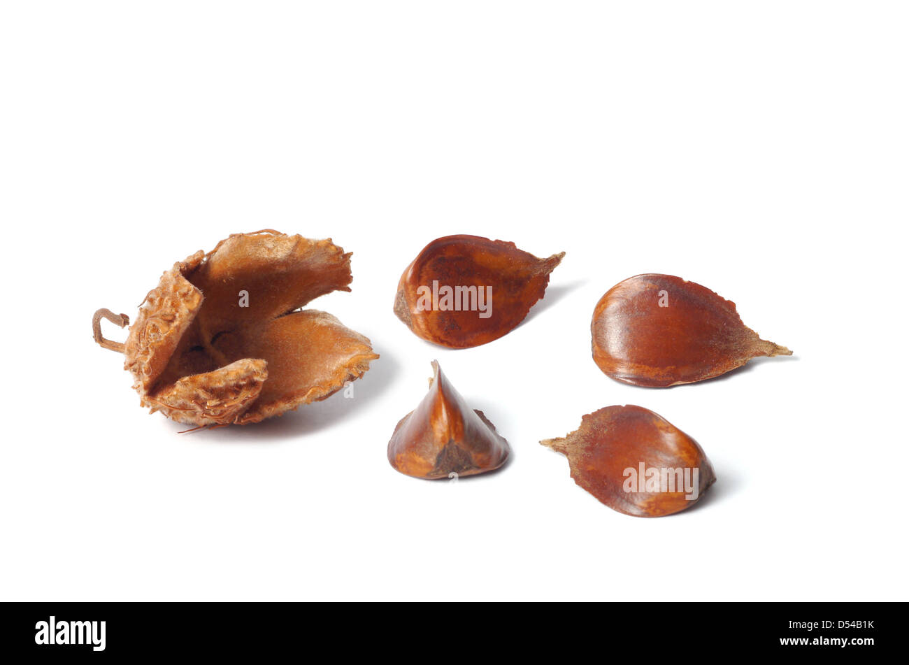 Nuts of Common Beech Stock Photo