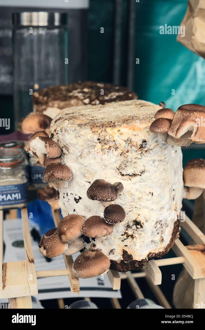 Shiitake mushroom block hires stock photography and images Alamy