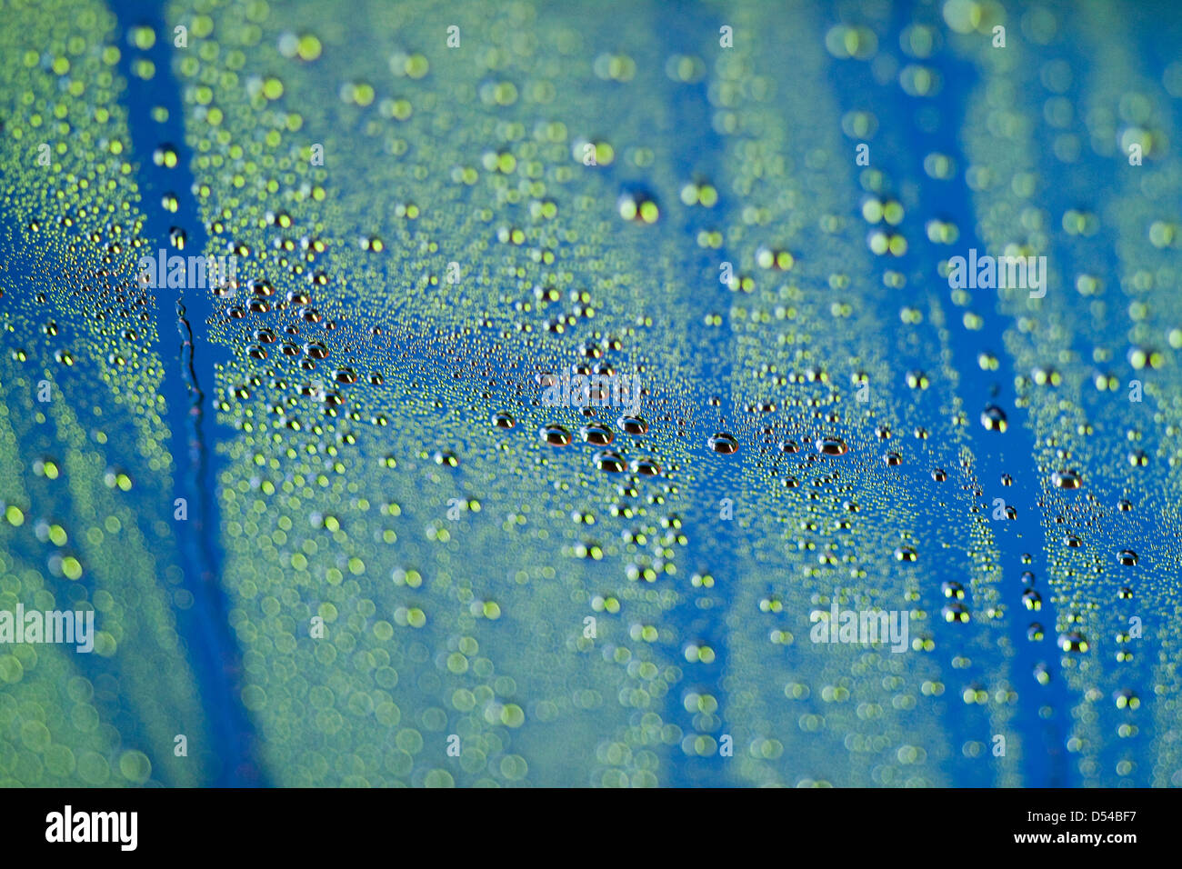 Berlin, Germany, drops on the windscreen of a car in a car wash Stock Photo