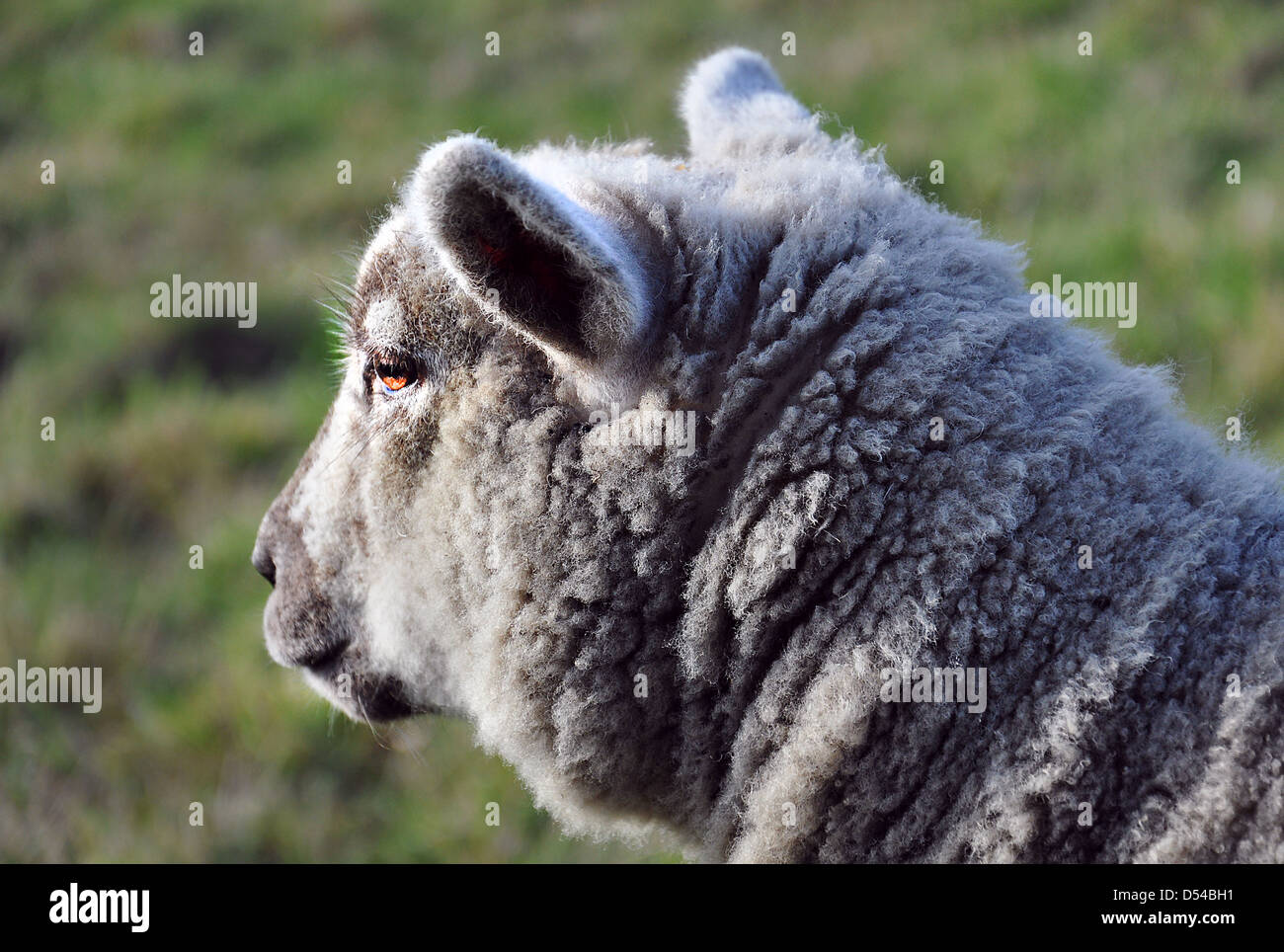 Baby sheep close- up in warm summer evening Stock Photo