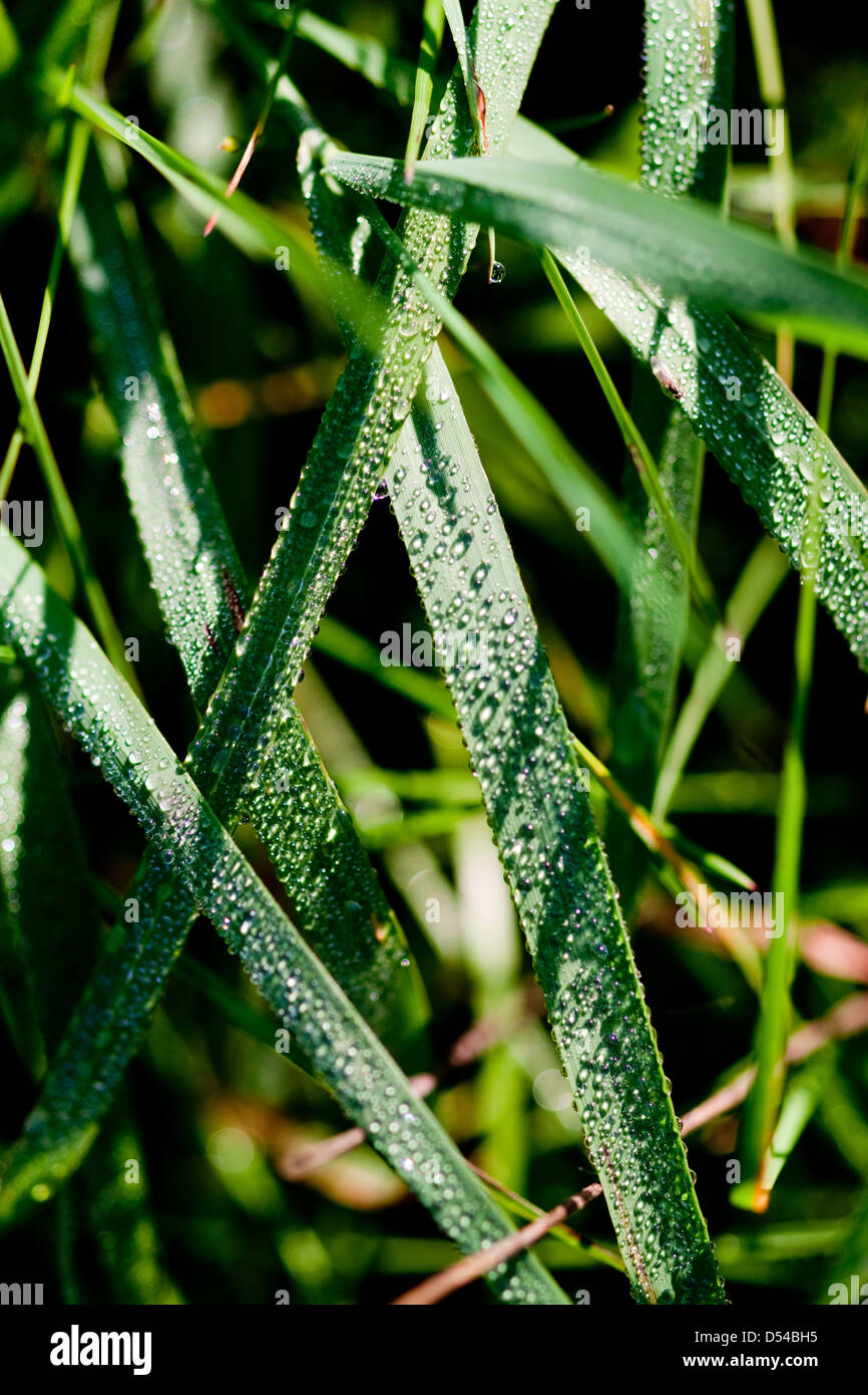 Berlin, Germany, morning dew on meadow grass Stock Photo