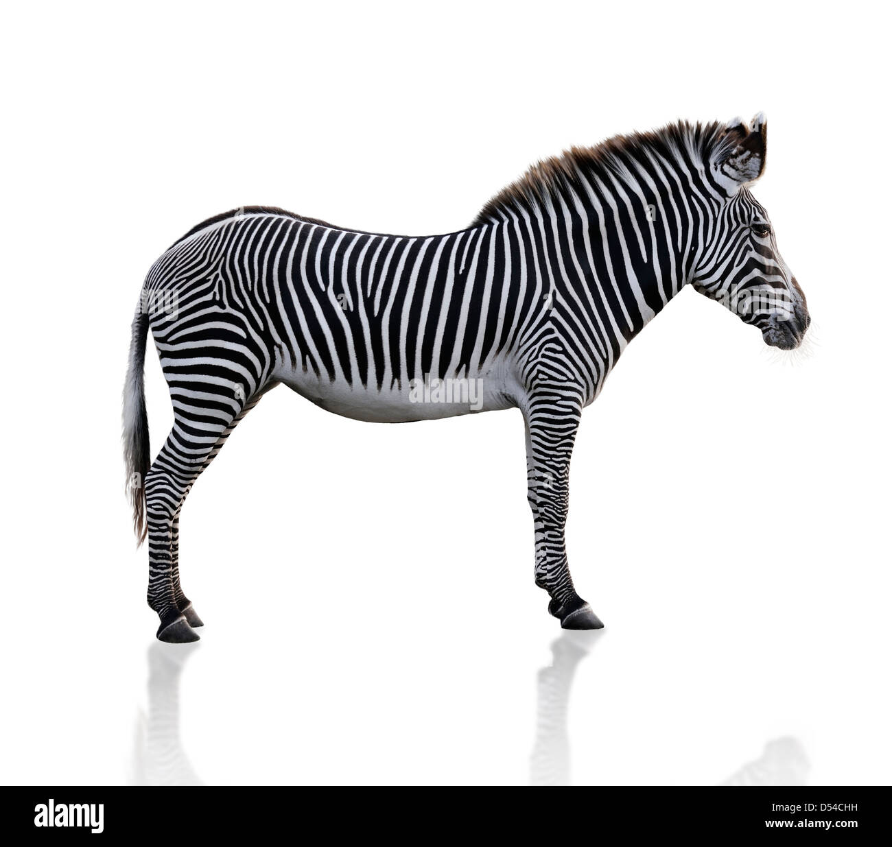 Zebra Animal On White Background Stock Photo - Alamy Zebra Animal On White Background Stock Photo - Alamy
