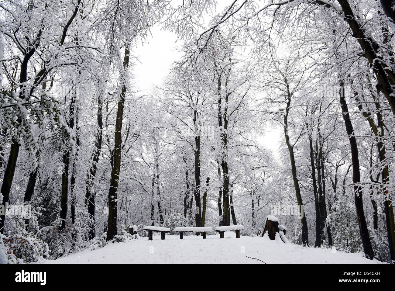 Woodland trees decorated in heavy snow at Coalbrookdale in Shropshire England Uk. Britain British winter winters scene Stock Photo