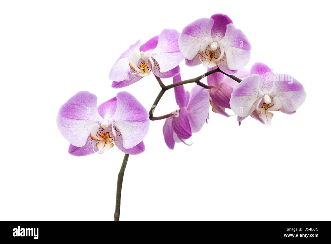 Pink orchid flowers isolated on white background Stock Photo - Alamy