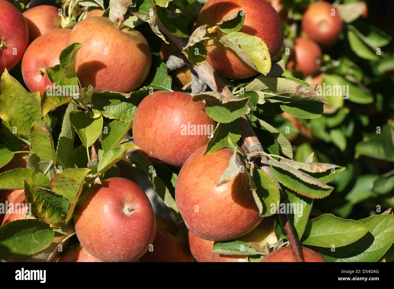 A crop of ripening Braeburn apples in a New Zealand Orchard Stock Photo