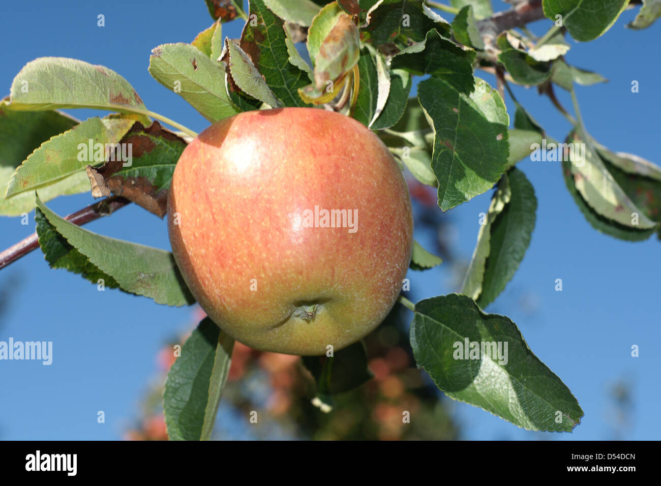 A ripening Braeburn apple in a New Zealand Orchard in Hawkes Bay Stock Photo