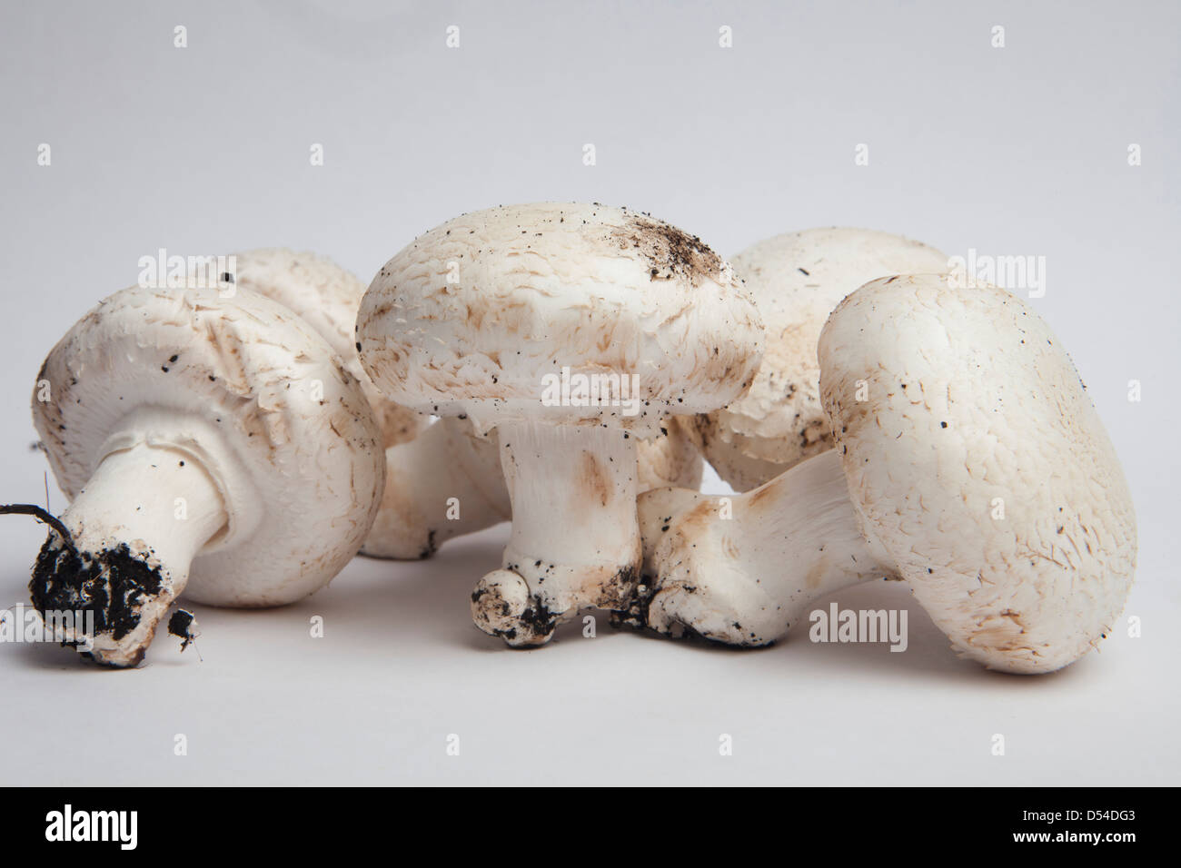 mushroom, healthy, diet, fungus, food, cuisine, food, champion, healthy