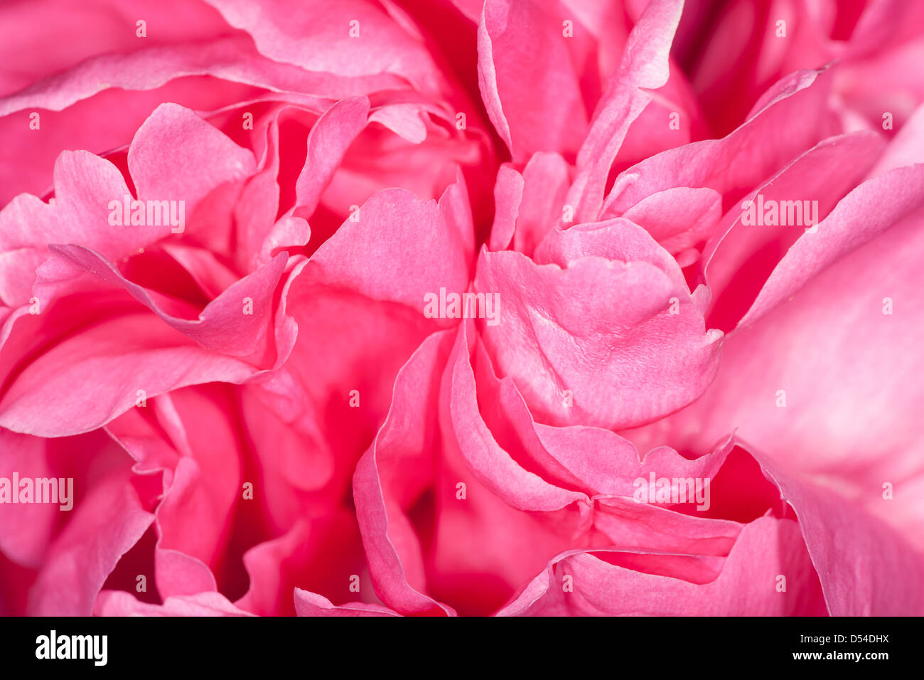 Close up photo of rose petals. This rose has a complex double flower