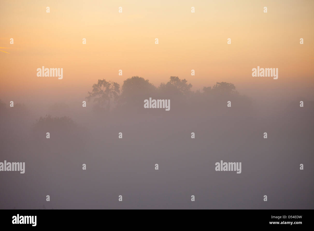 Trees in fog at sunrise Stock Photo