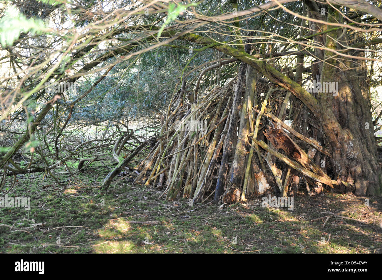 Den made by children in wood in Sherborne Oxfordshire Stock Photo