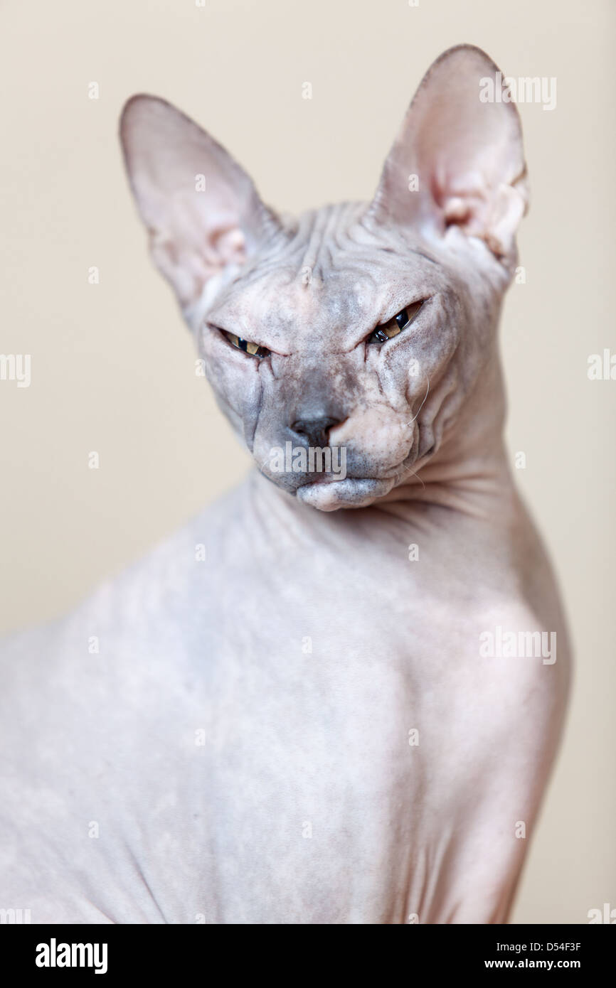 Sphynx Life High Resolution Stock Photography And Images Alamy