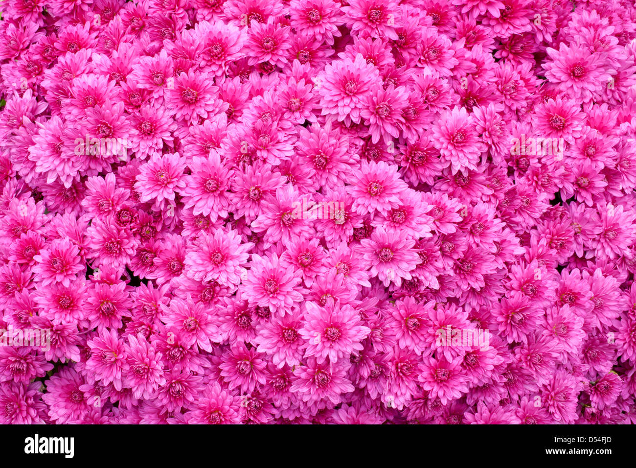 Magenta mums Stock Photo