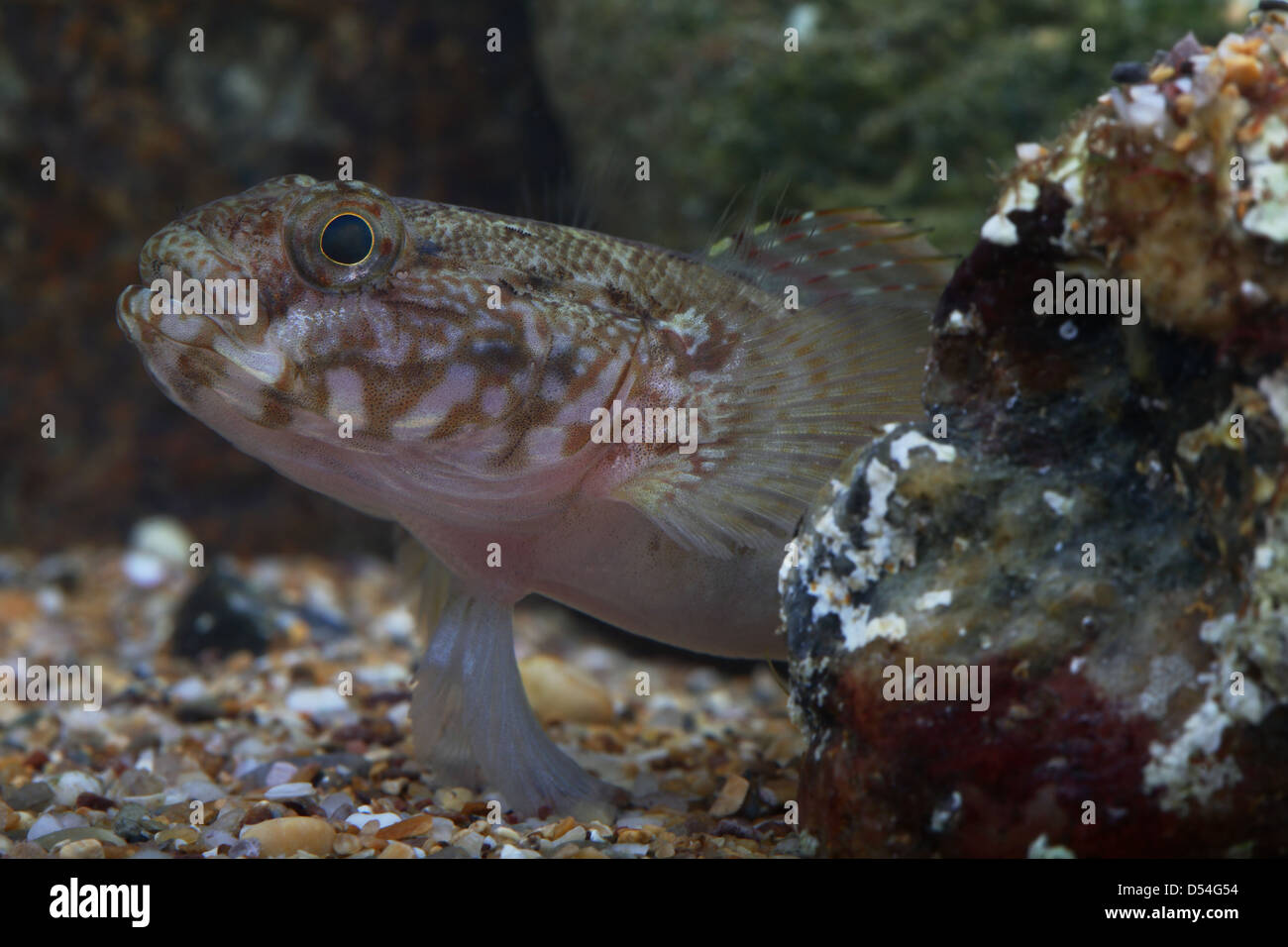 closeup of head of Rock Goby in aquarium Stock Photo