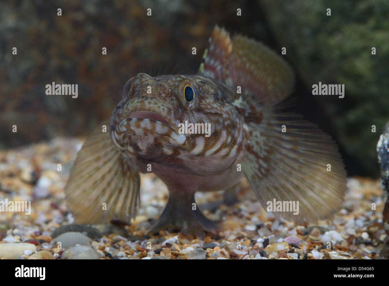 closeup of Rock Goby in aquarium Stock Photo
