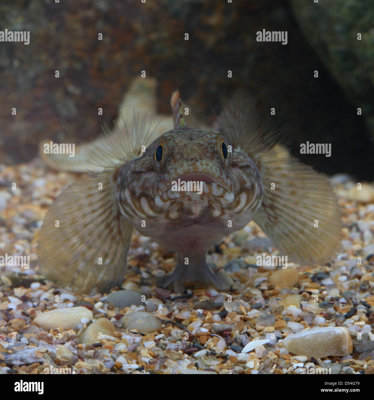 Headshot of Rock Goby in aquarium Stock Photo