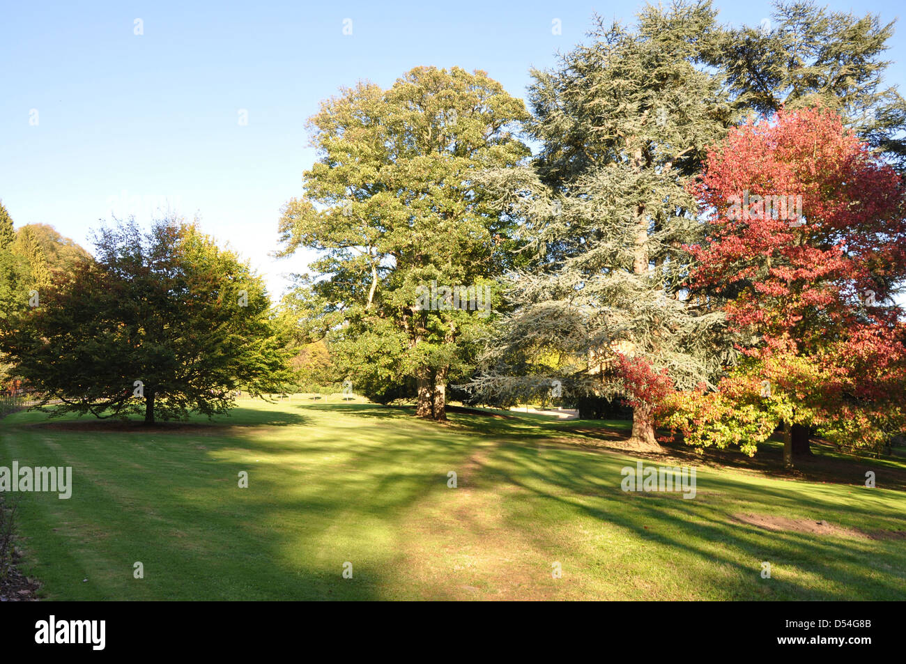Copse of trees in Batsford Arboretum in Autumn Stock Photo - Alamy