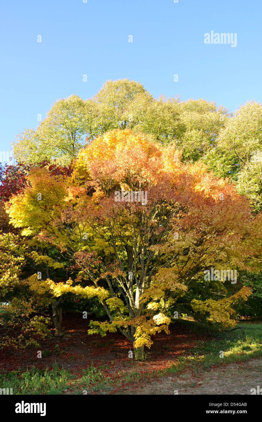 Copse of trees in Batsford Arboretum in Autumn Stock Photo - Alamy