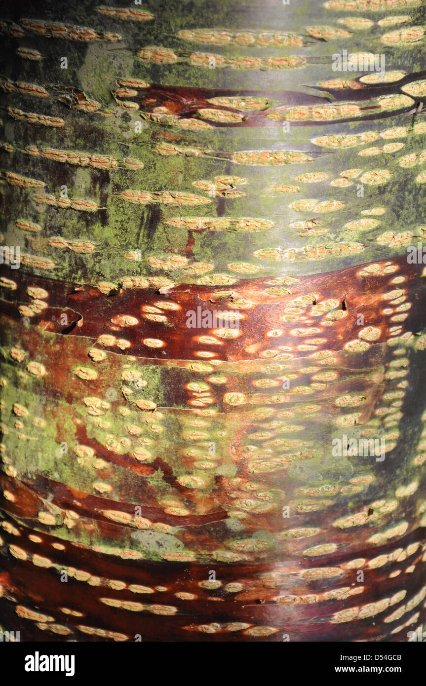 Bark of Prunus rufa, Himalayan Cherry, Batsford Arboretum, Cotswolds ...